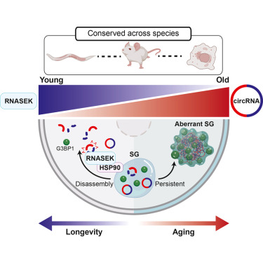 Molecular Cell tweet media