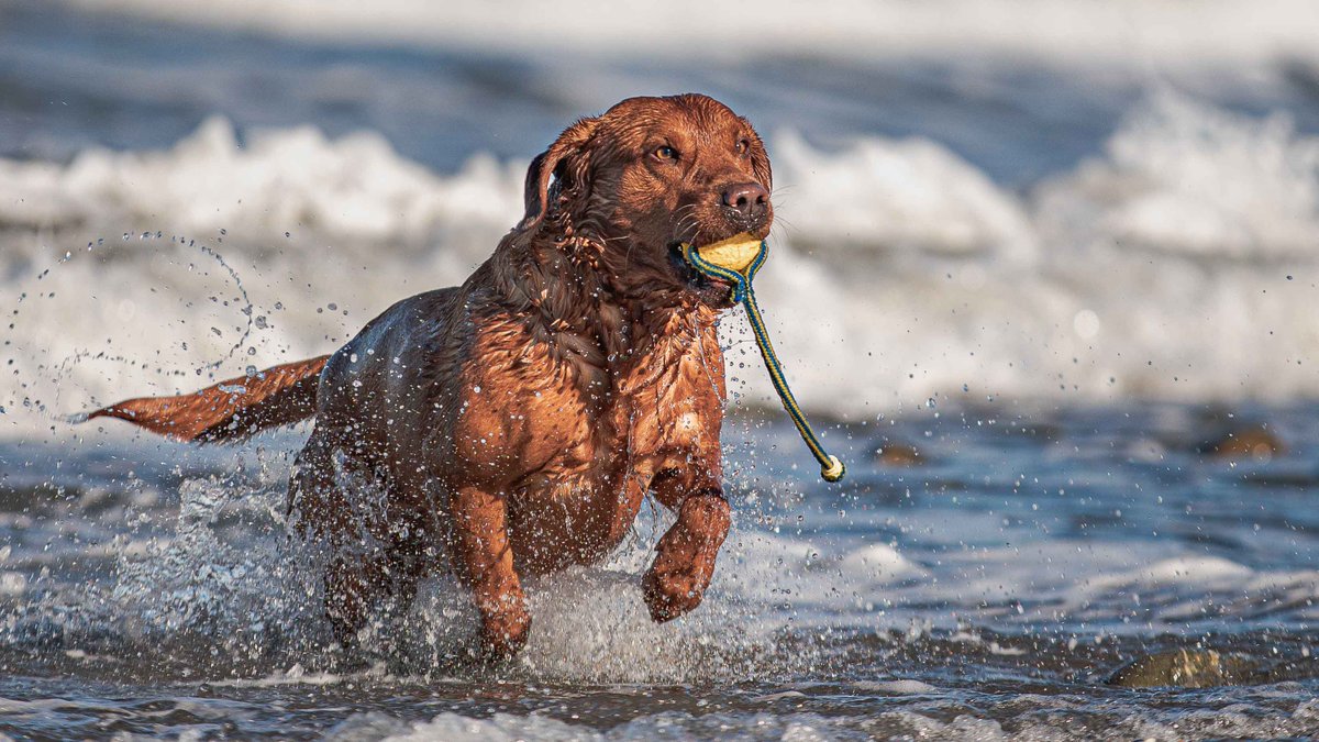 Isle Of Man Prison Dog Section tweet media