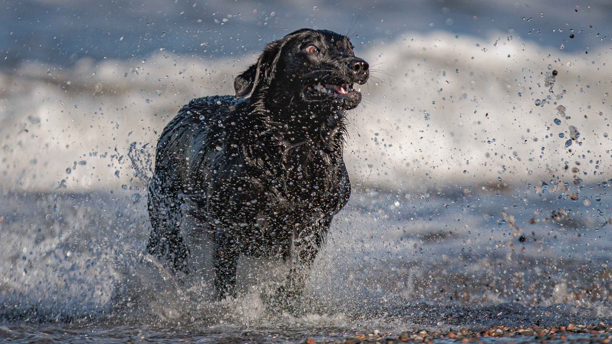 Isle Of Man Prison Dog Section tweet media