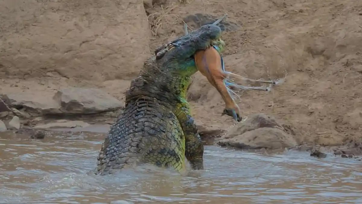 the deer <a href="/LobstarWilde/">Lobstar Wilde</a>