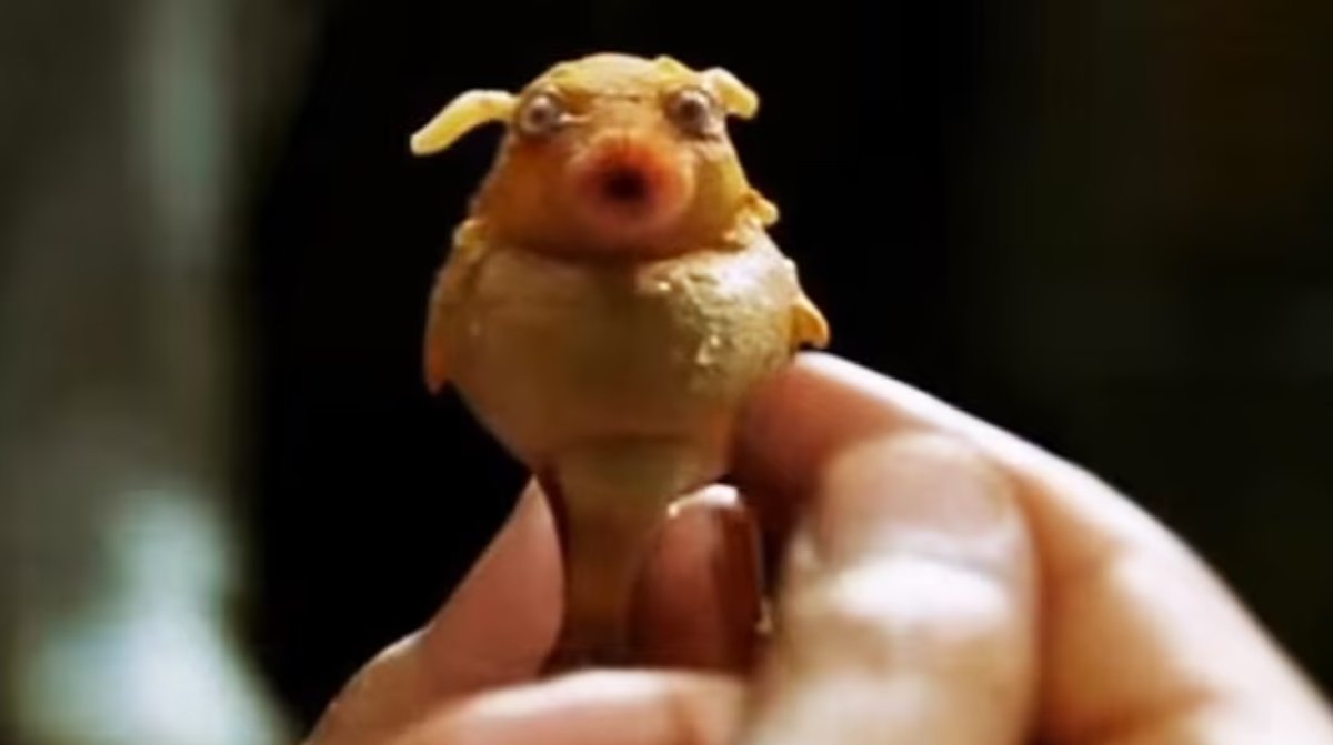 dMeet 🤙 tweet media