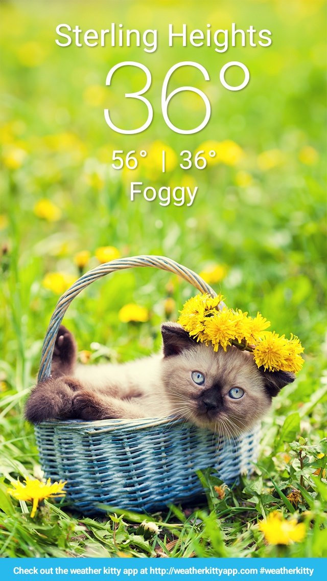 animaprincess1's tweet photo. Check out the weather kitty app at https://t.co/WH8K9R35m3 #weatherkitty https://t.co/NTRcAf0tDA