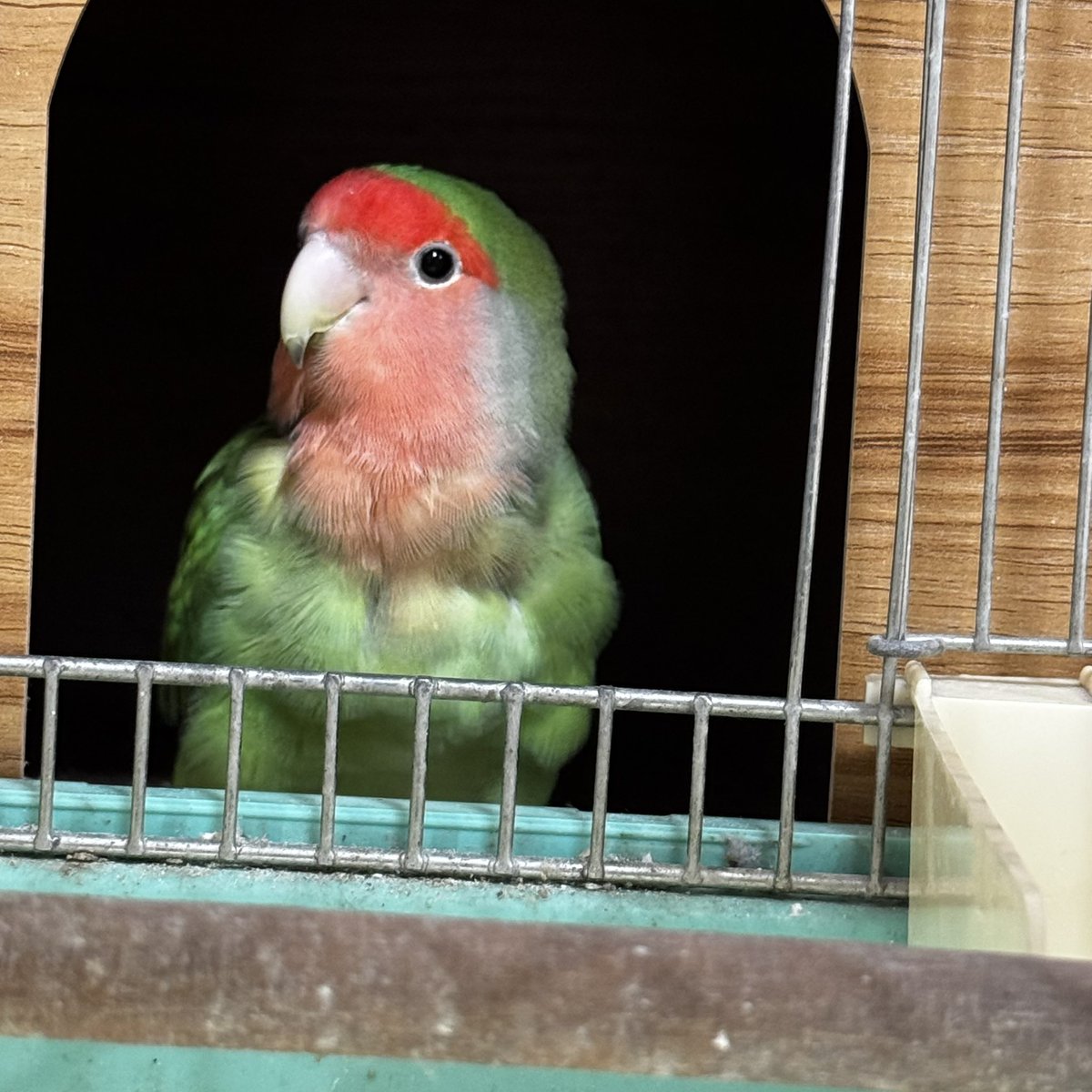 お疲れさまです！
#コザクラかわインコ協会