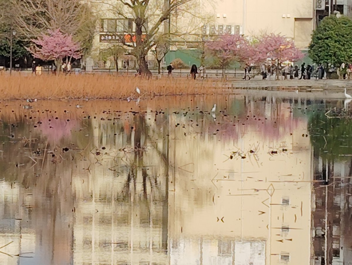 まこさん2 tweet media