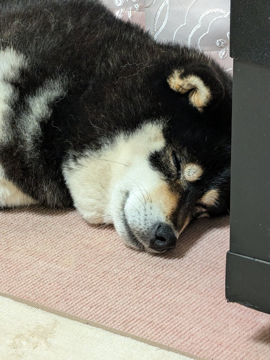 harugon85's tweet photo. 幸せそうで飼い主うれしい https://t.co/kRp3AJI99m