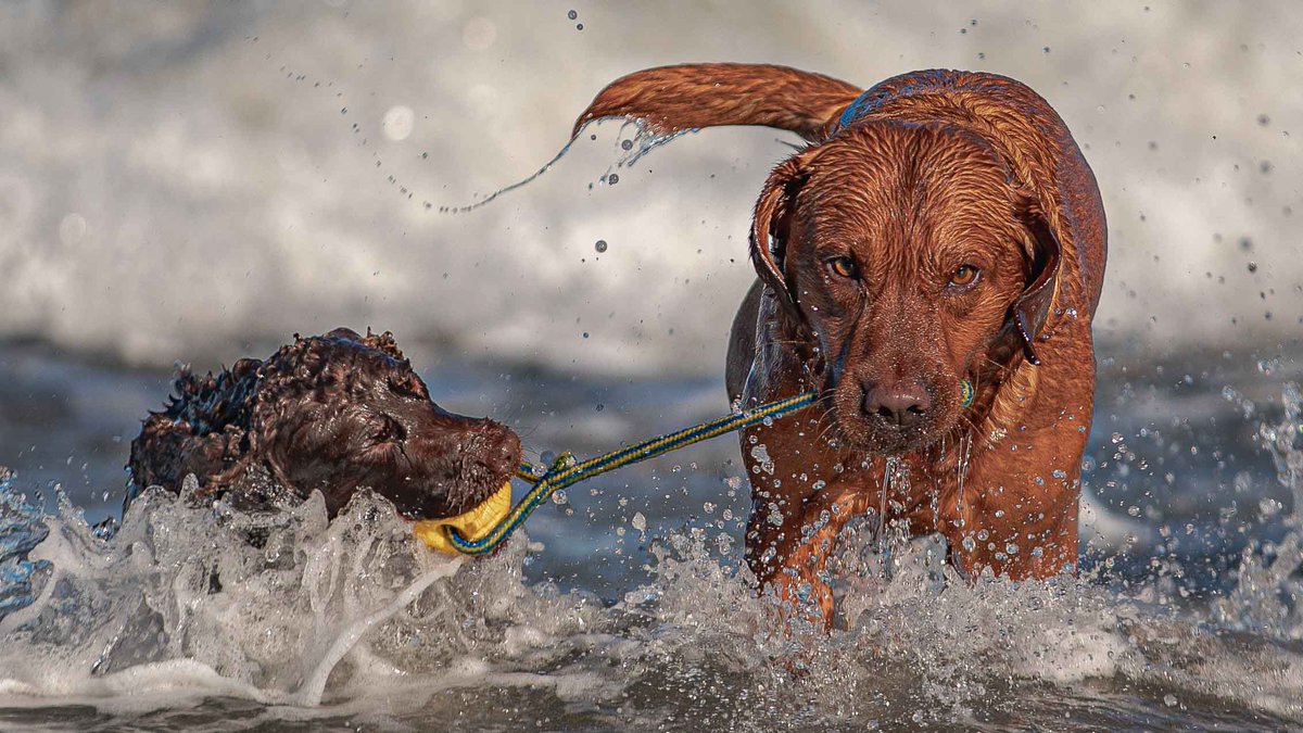 Isle Of Man Prison Dog Section tweet media