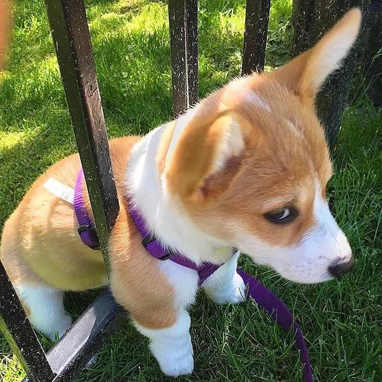 corgilovers398's tweet photo. https://t.co/MkQK4Mm16I