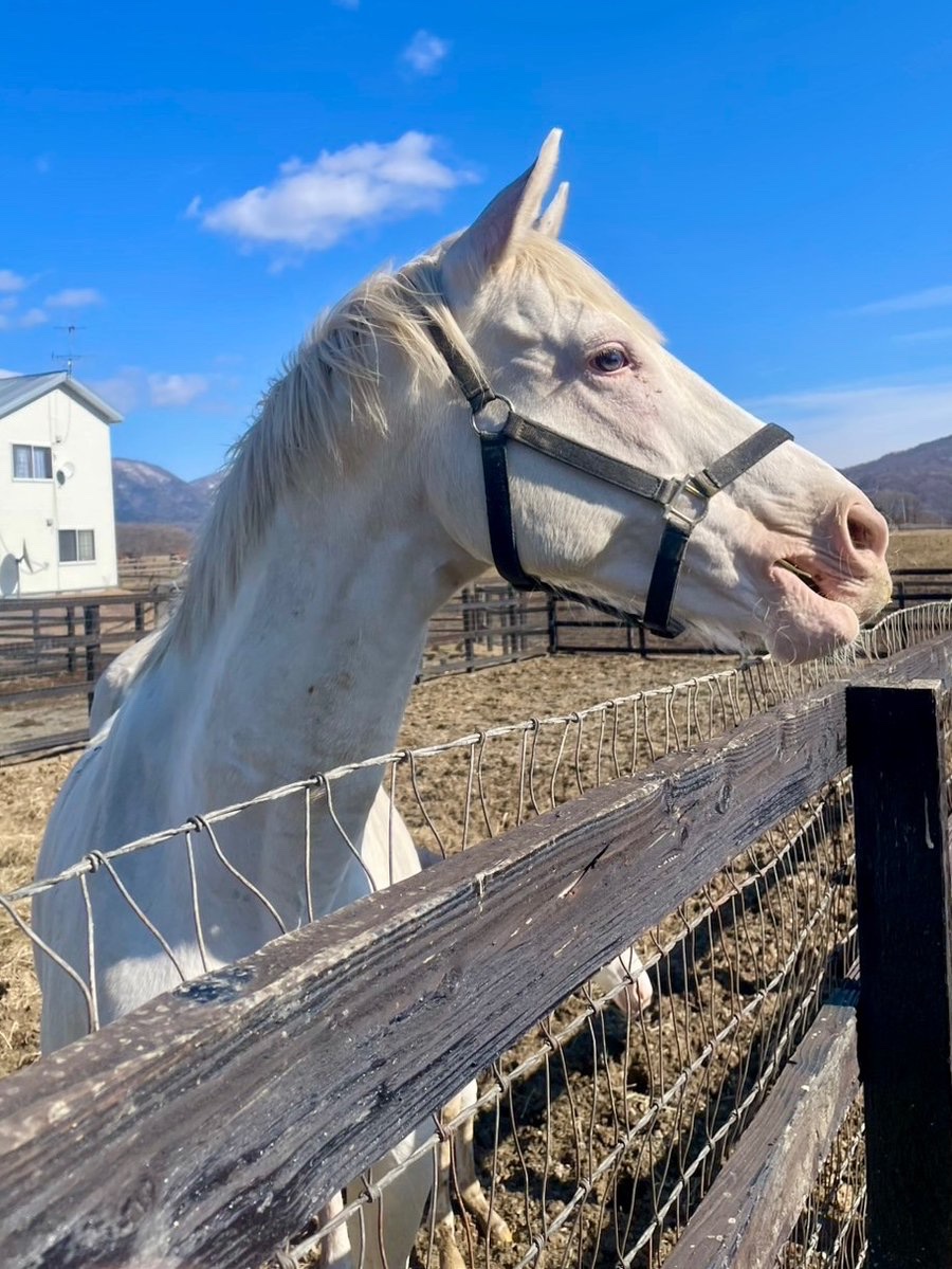 aoraki_family's tweet photo. カスタディーヴァママ🐴🤍
兄妹そろって美形なのはママのおかげですね🤭
(よーく見るとラテちゃんもいます🐴🍼)

アオラキfamily倶楽部でラテちゃんの成長を一緒に見守りませんか？
詳しくはこちらから👇
https://t.co/6qbfn06Z5q

#アオラキ #ポウナム #スノーエルヴァ #かわいい兄妹 #ラテちゃん https://t.co/Ea6Cs7JXdY