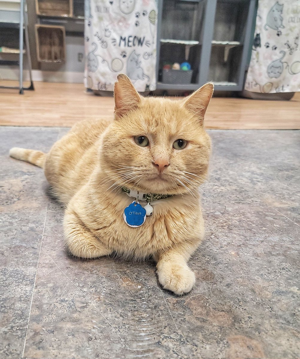 Intrusive thought:
🚪 Door to food prep room opens
🏃‍♂️ Run in there and commit snack crimes

Responsible thought:
😇 Be a good boy, O'Titus

Current status:
Sitting here…
Thinking very hard about chicken.🍗