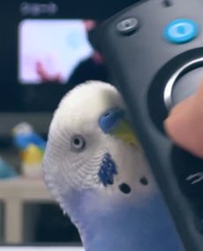 鳥頭 tweet media