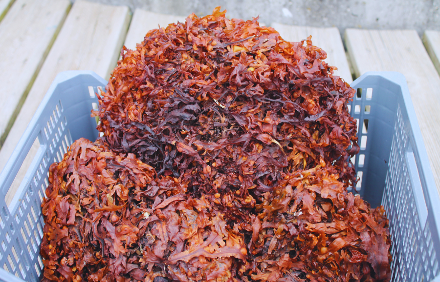 Interreg Atlantic Area tweet media