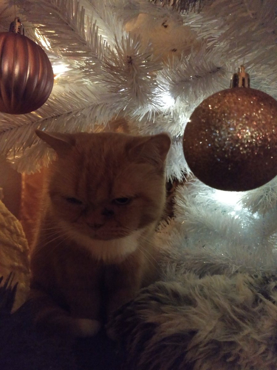 Jessica Heindorff tweet media