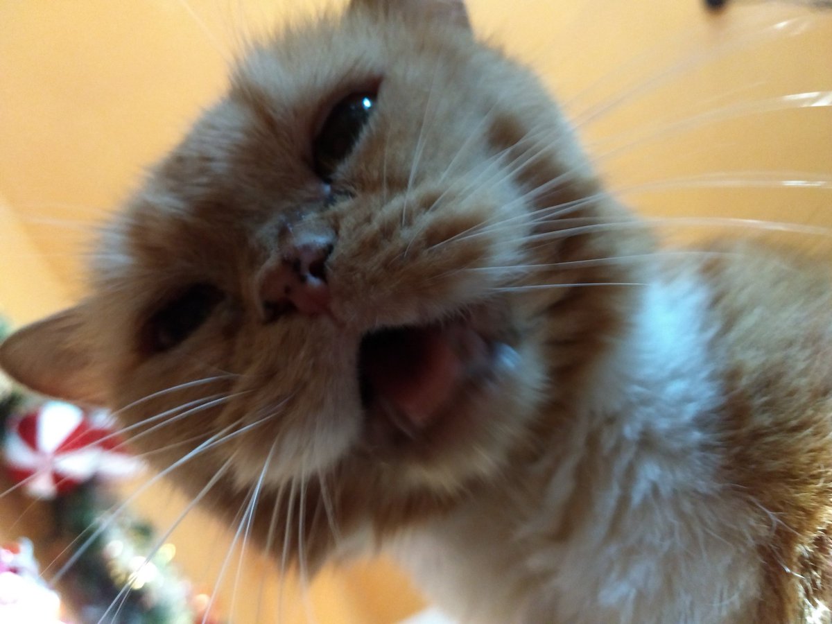 Jessica Heindorff tweet media