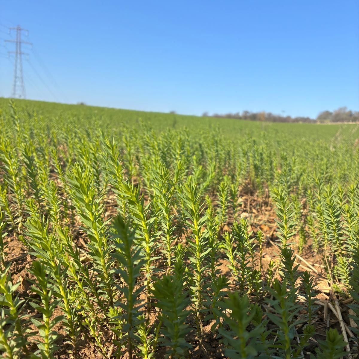 Premium Crops tweet media