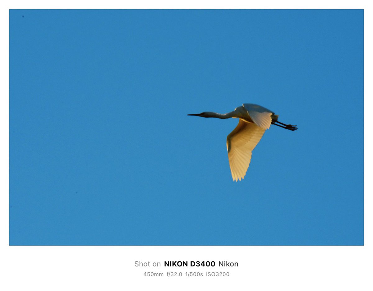 f40_photo tweet media