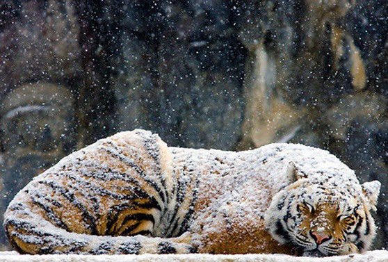 Mmmmmmm powdered donut . . .