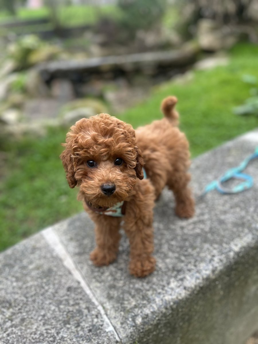 🧸🤎