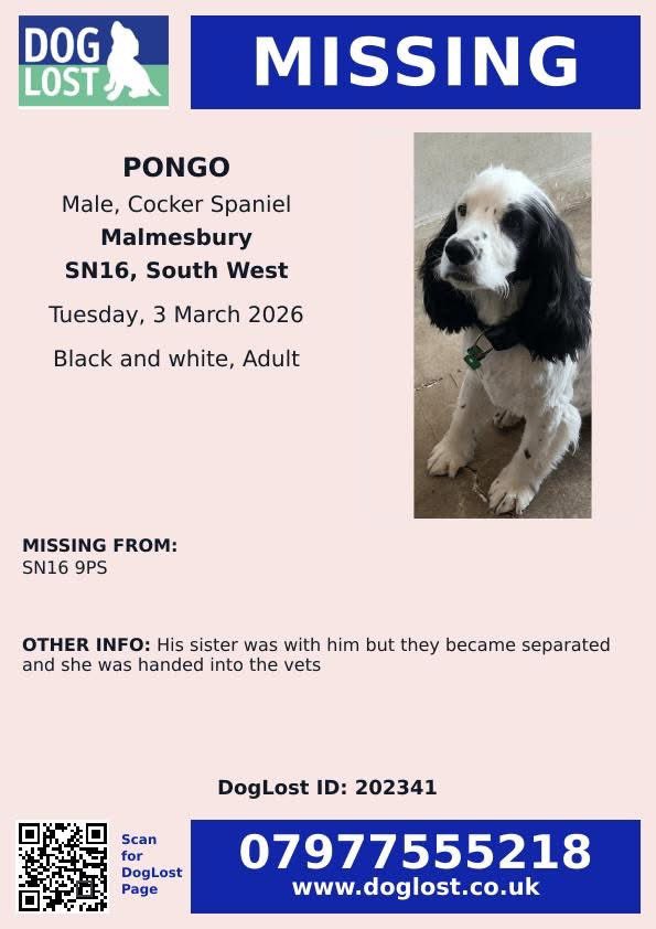 <a href="/qu1ncey/">Liz Quinn</a> <a href="/rosieDoc2/">spaniel alert</a> <a href="/BBCWiltshire/">BBC Wiltshire</a> <a href="/PetTheftUK/">Debbie Matthews</a> <a href="/LisaClareRead2/">Lisa Clare Read 💙</a> <a href="/SAMPAuk_/">Stolen&Missing Pets</a> <a href="/MissingPetsGB/">Missing Pets GB</a> <a href="/MillieOTLFP/">Millie🐾🌈#oneforallandallformillie 🐾🌈</a> <a href="/millypod1/">chris towers</a> <a href="/DogLostUK/">DogLost</a> <a href="/Dr_Dan_1/">Dr Daniel Allen</a> <a href="/KarenFi51820768/">Karen Field</a> <a href="/The_Animal_Team/">The Animal Team</a> <a href="/AdoptionsUk/">Animal Adoptions UK 🐕‍🦺🐈🐎❤️</a> PONGO STILL MISSING.

Our 7 year old Working Cocker #missing from #UpperMinety #Malmesbury, #Wiltshire
#SN16 on 3.03.26 

His sister was found dropped into a secure locked compound off the B4040, her collar had been removed. Please contact with any information. Police are aware