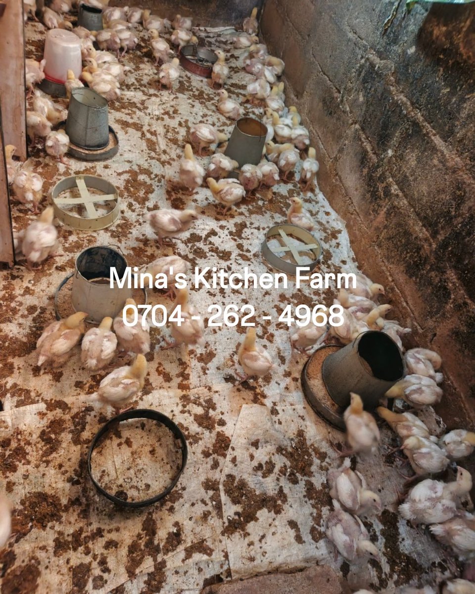 Minasignature's tweet photo. Good day from the Mina's Kitchen  farm 🐔
#minaskitchen 
#minaskitchenfarm 
#minasignature 
#GrillACord 
#broilers https://t.co/887jpVYmGj