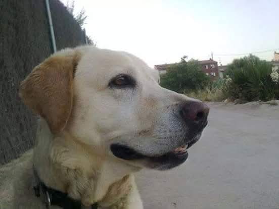 PMI | Adrián LSH 🐦 tweet media