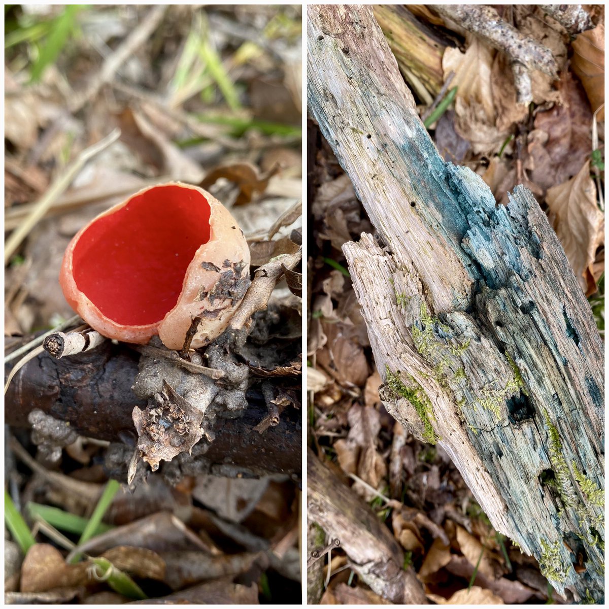 StevePa46290725's tweet image. Two of my favourite colours in nature, for #FungiFriday . Scarlet Elf Cup (probably, although without a microscope it can’t be distinguished from Ruby Elf Cup) and the mycelial stain of Green Elf Cup. Both at Powerstock NR in Dorset, yesterday. #fungi @DorsetWildlife