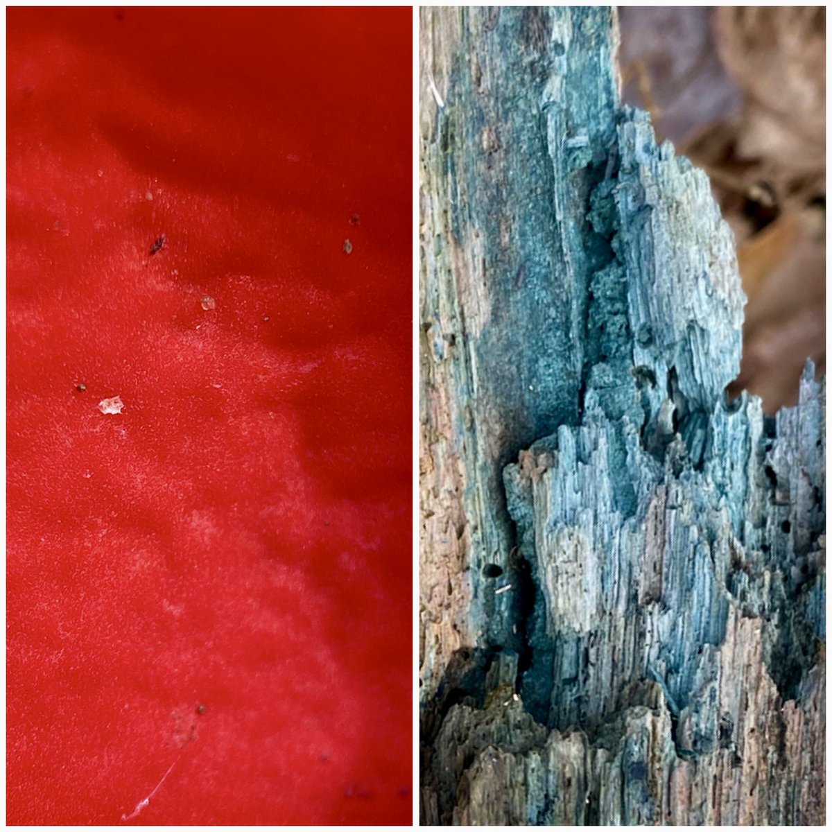 StevePa46290725's tweet image. Two of my favourite colours in nature, for #FungiFriday . Scarlet Elf Cup (probably, although without a microscope it can’t be distinguished from Ruby Elf Cup) and the mycelial stain of Green Elf Cup. Both at Powerstock NR in Dorset, yesterday. #fungi @DorsetWildlife