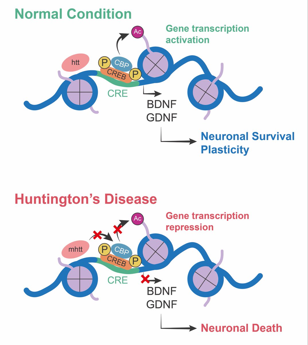 Transcriptional misregulation is associated with different diseases and syndromes. Misregulation includes unintended mutations in regulatory regions, transcription factors and cofactors, chromatin regulators, and noncoding RNAs. Such mutations can lead to diseases such as cancer,