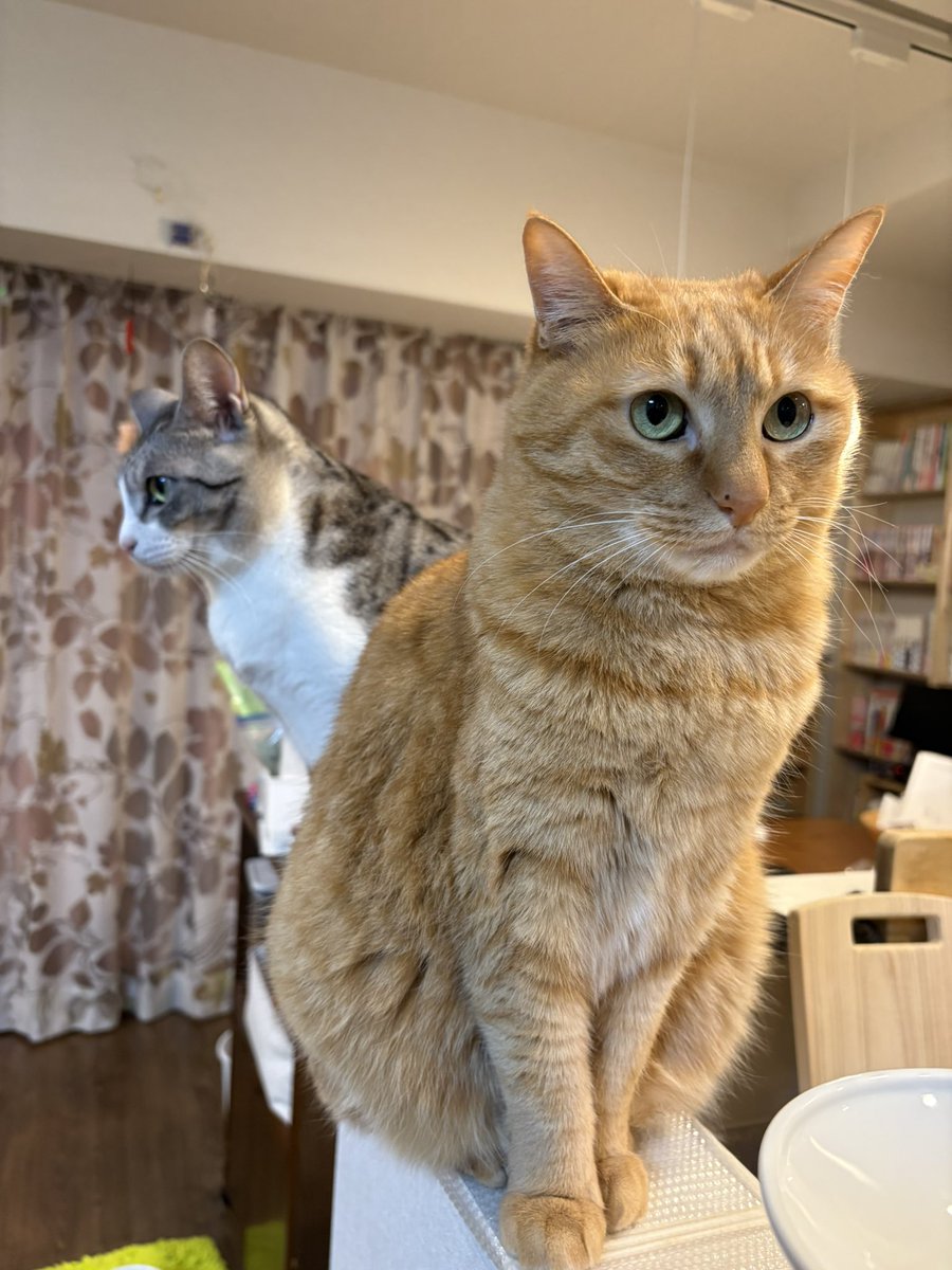 こいもちゃん🐈 tweet media