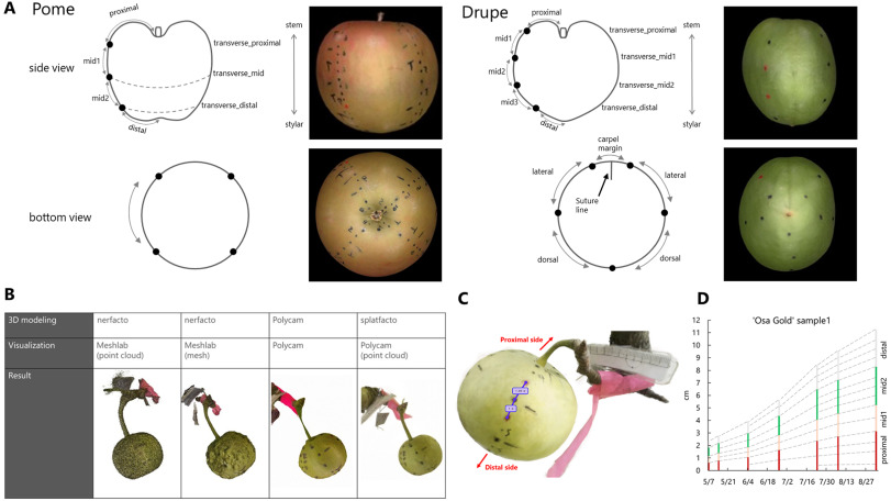 PPhenomics's tweet photo. 3D Gaussian splatting reveals spatial growth gradients in Rosaceae fruits: proximal regions grow faster than distal ends, except in European pear. #FruitDevelopment #3DImaging
Details: https://t.co/GMd7DoXPr4 https://t.co/B2T3MOGlWN