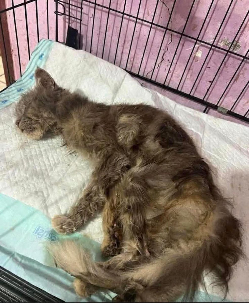 Sofia🇵🇰 tweet media