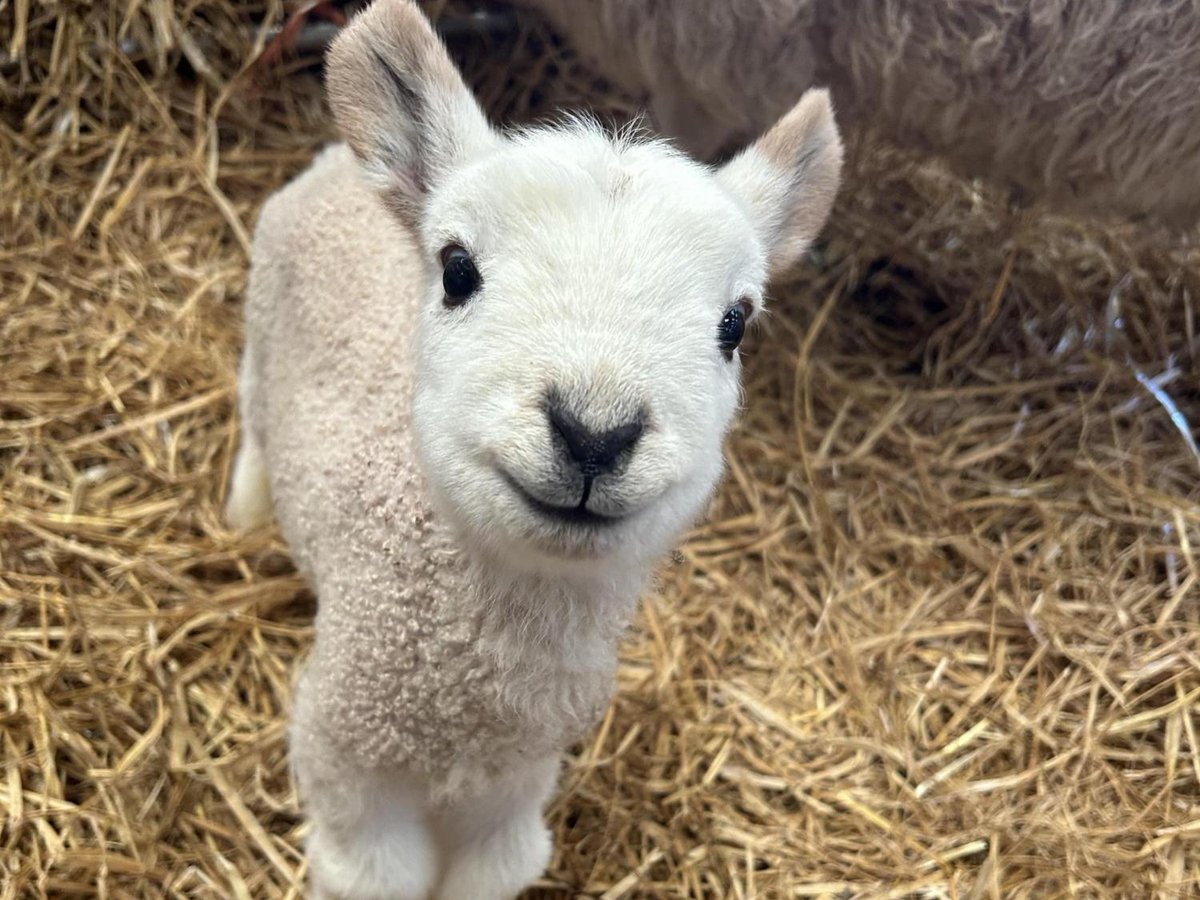scottishfarmer's tweet image. READERS PICS | 📷 Sonita Matthew - Smiles from this happy wee lamb

🚨 Send us your story or picture here: thescottishfarmer.co.uk/send-us-your-n… and it could appear online 💻

READER PICS WALL OF FAME | thescottishfarmer.co.uk/multimedia/pho…

#readerspics #farming #scottishfarming #agrisculture