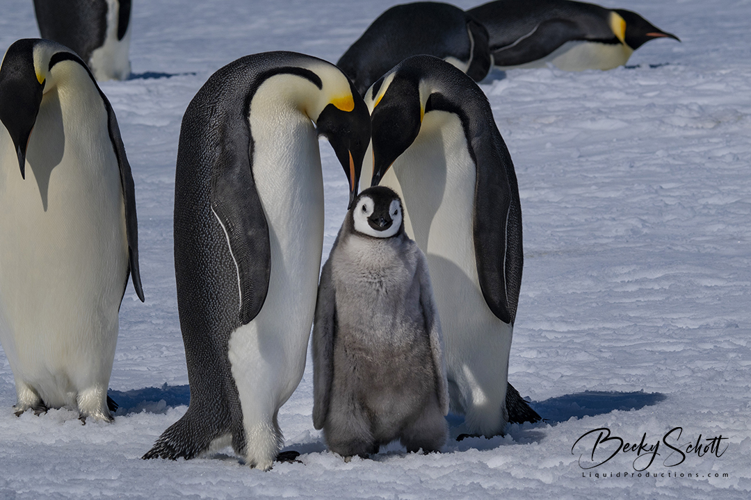 BeckyKSchott's tweet image. A daily dose of cuteness to start your weekend! 

 #CutenessOverload #WeekendVibes #CuteAnimals #DailyCuteness #PetLovers #CutePets #AnimalLovers #HappyWeekend #CutenessChallenge #Paw-some #HappyFeet #EmperorPenguin #PenguinChick