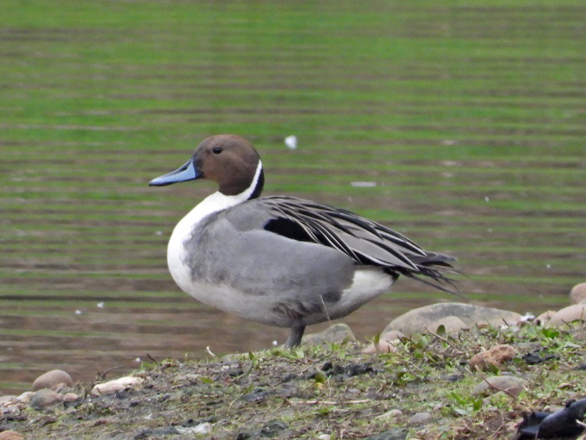 Alan Boddington tweet media