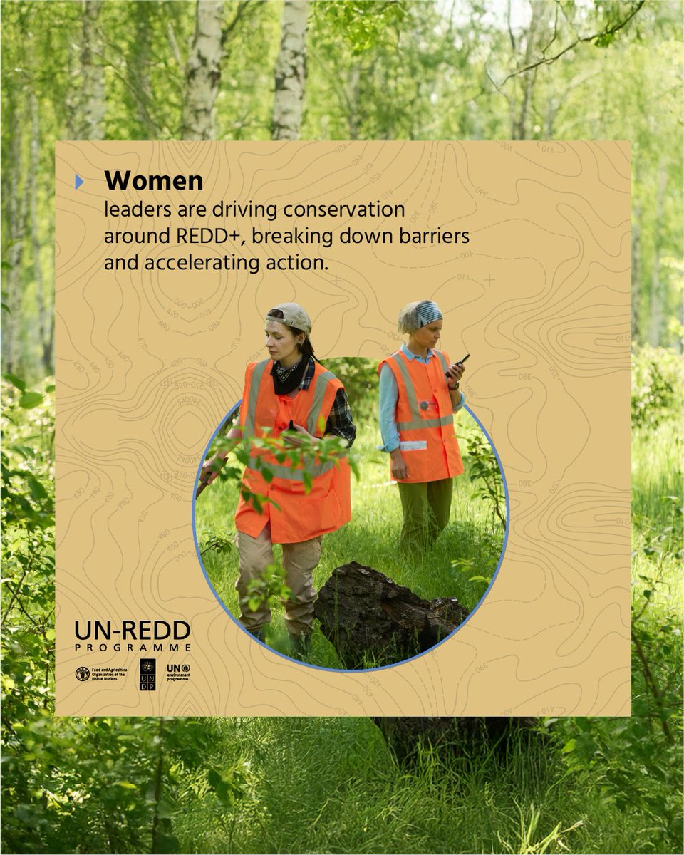 UN-REDD Programme tweet media