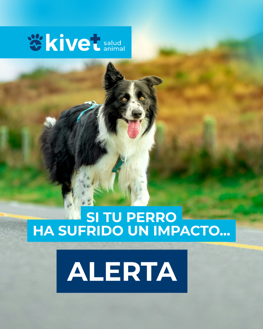 Kivet_'s tweet photo. 🚗💥 Un impacto puede ser más grave de lo que parece
Tras un golpe o atropello, algunos síntomas no se ven a simple vista. 
👉 Desliza y descubre
🚨 Señales de alerta
🩺 Qué hacer
📍 Cuándo acudir a Kivet

#Kivet #Urgencias #Veterinaria #Traumatismo #perros https://t.co/IxRYXc9aHO