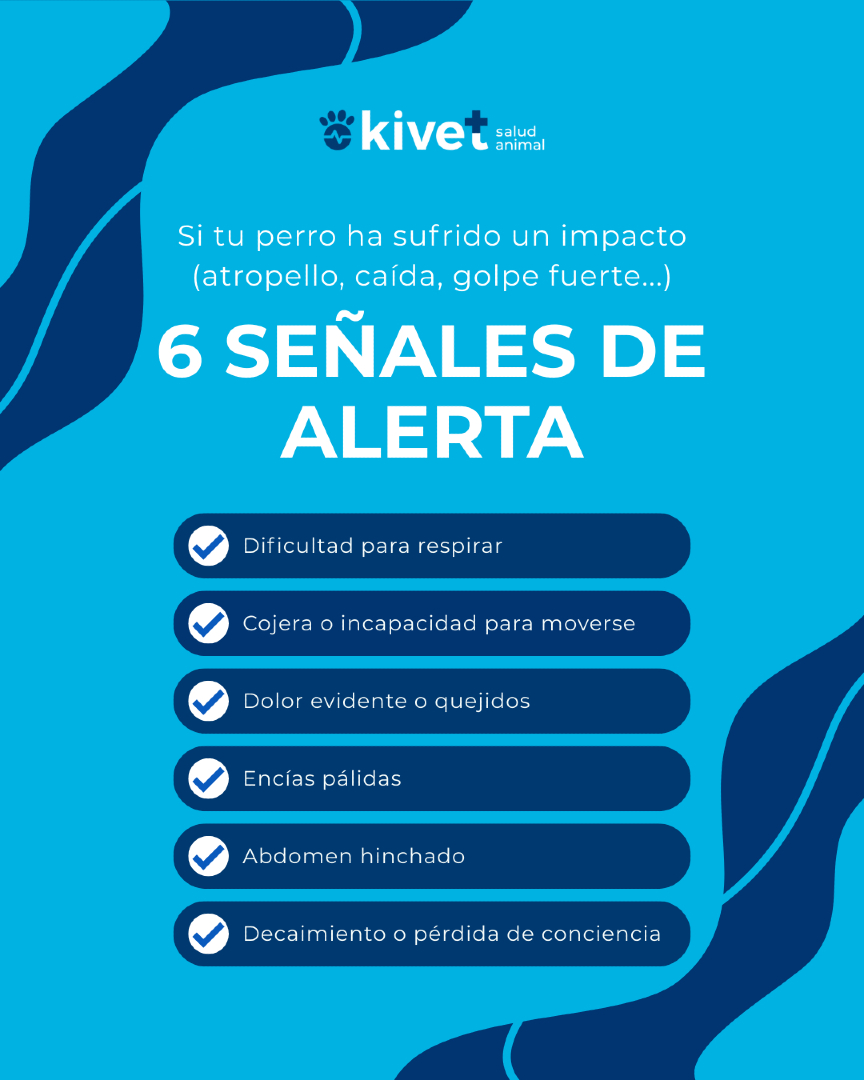 Kivet_'s tweet photo. 🚗💥 Un impacto puede ser más grave de lo que parece
Tras un golpe o atropello, algunos síntomas no se ven a simple vista. 
👉 Desliza y descubre
🚨 Señales de alerta
🩺 Qué hacer
📍 Cuándo acudir a Kivet

#Kivet #Urgencias #Veterinaria #Traumatismo #perros https://t.co/IxRYXc9aHO