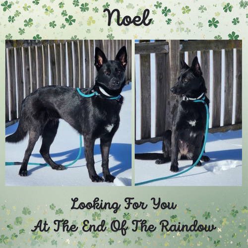 Help Noel find a Loving home <a href="/Penny2449/">Penny</a> <a href="/MarkSagarin/">Mark Sagarin</a> <a href="/AshiaReiki/">My Mom’s Recipe Box</a> <a href="/OffTheLeashFP/">OffTheLeashFP 💔RIP Beautiful Millie&Sweet Pixie🌈</a> <a href="/MillieOTLFP/">Millie🐾🌈#oneforallandallformillie 🐾🌈</a> <a href="/The_Animal_Team/">The Animal Team</a> <a href="/Nightowl400/">Owly</a> <a href="/EMluvsPibbles/">𝐄𝐌™</a> <a href="/irishfox1949/">Marilyn Fox</a> 
<a href="/FETCHDogTrainer/">Steve Hawkins</a> #GermanShepherd #GSD #AdoptDontShop #TeamZay
allshepherdrescue.com