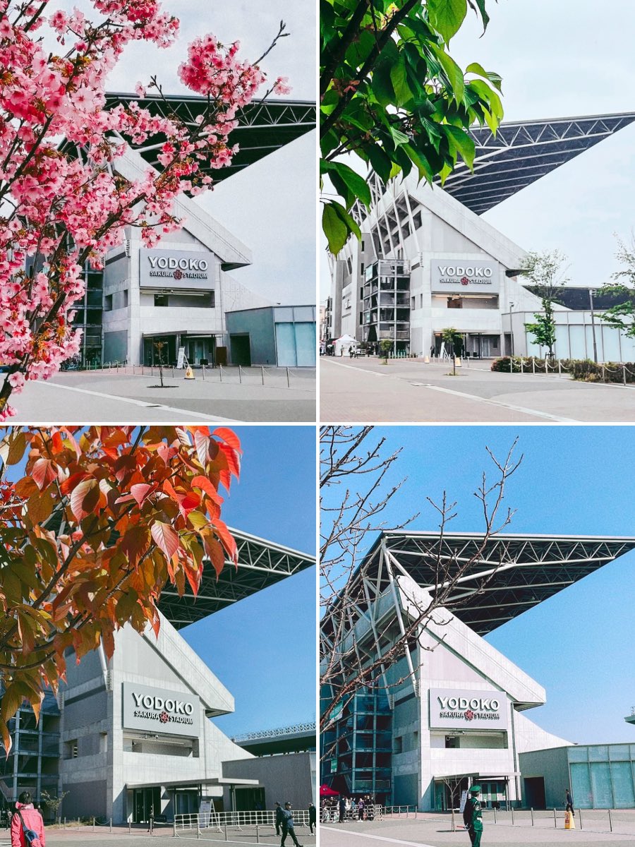#ヨドコウ桜スタジアム 🌸🌿🍂🪾
#ヨドコウ
