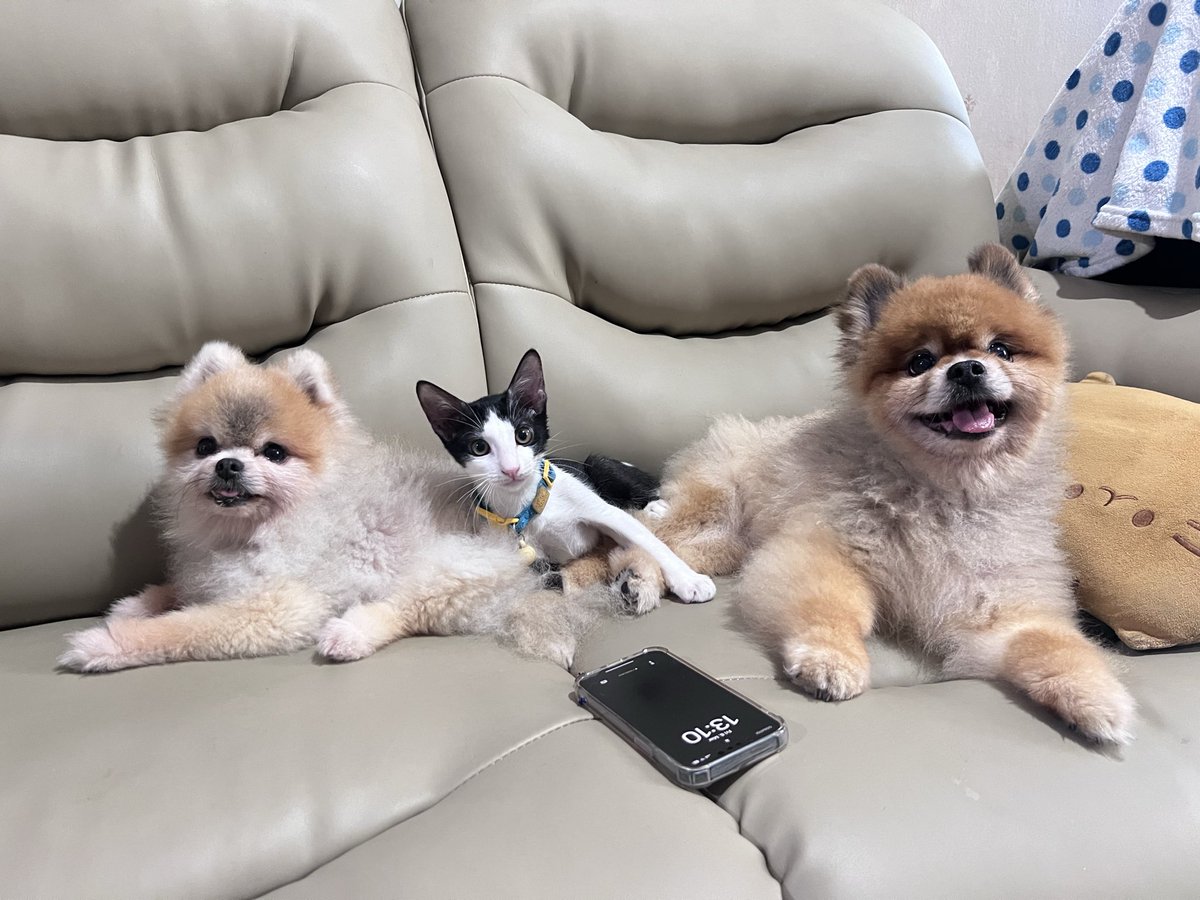 feli 🐔 ling tweet media