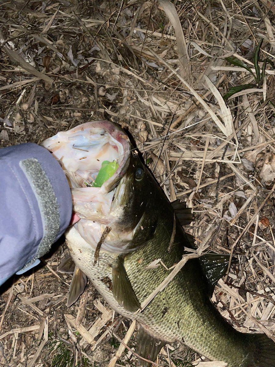 コータ@淀川 tweet media