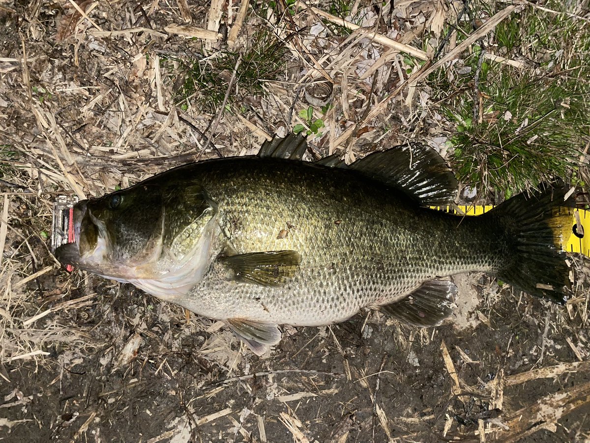 コータ@淀川 tweet media