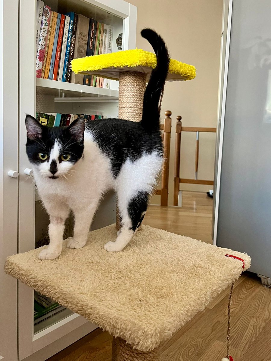 Patidostu_'s tweet photo. OREO / Erkek /Kısır / 6-7 aylık civarı ömürlük yuva arıyor Konya-Ankara içi olur Aşıları tam yapıldı Uysal insan canlısı bi kedi Sokakta yapamıyor lütfen ona ömürlük bi yuva bulalım @patisahiplenank @patiarkadas @patimanifesto @masum_gozler @KediSahiplendir https://t.co/G4YcJtWGuT
