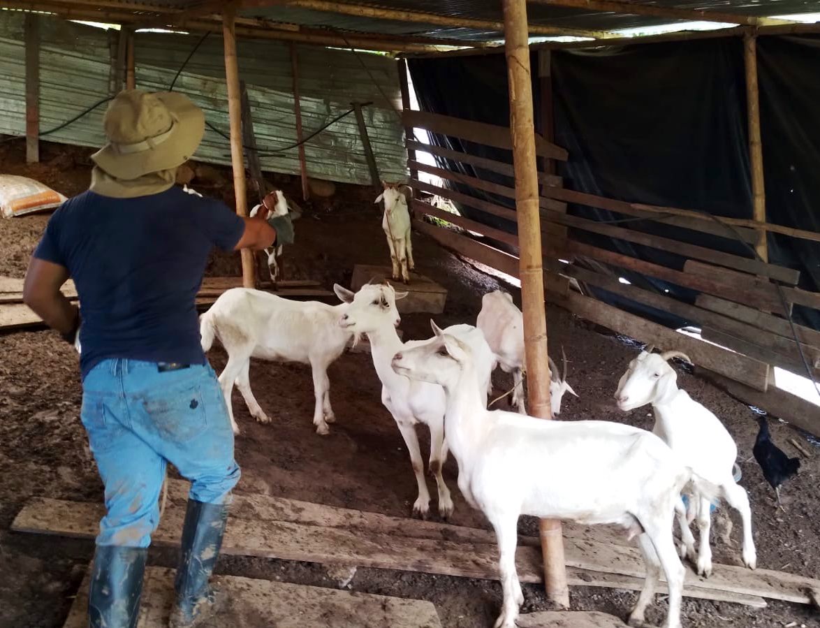 Agricultura_CZ7's tweet photo. #Loja | EL MAGP en el cantón #Pindal realizó la campaña de desparasitacion y vitaminizacion de ganado caprino a productores del barrio San Vicente que fueron afectados en esta temporada invernal,estas acciones ayudan a fortalecer el bienestar animal. https://t.co/X2bDAzA5yc