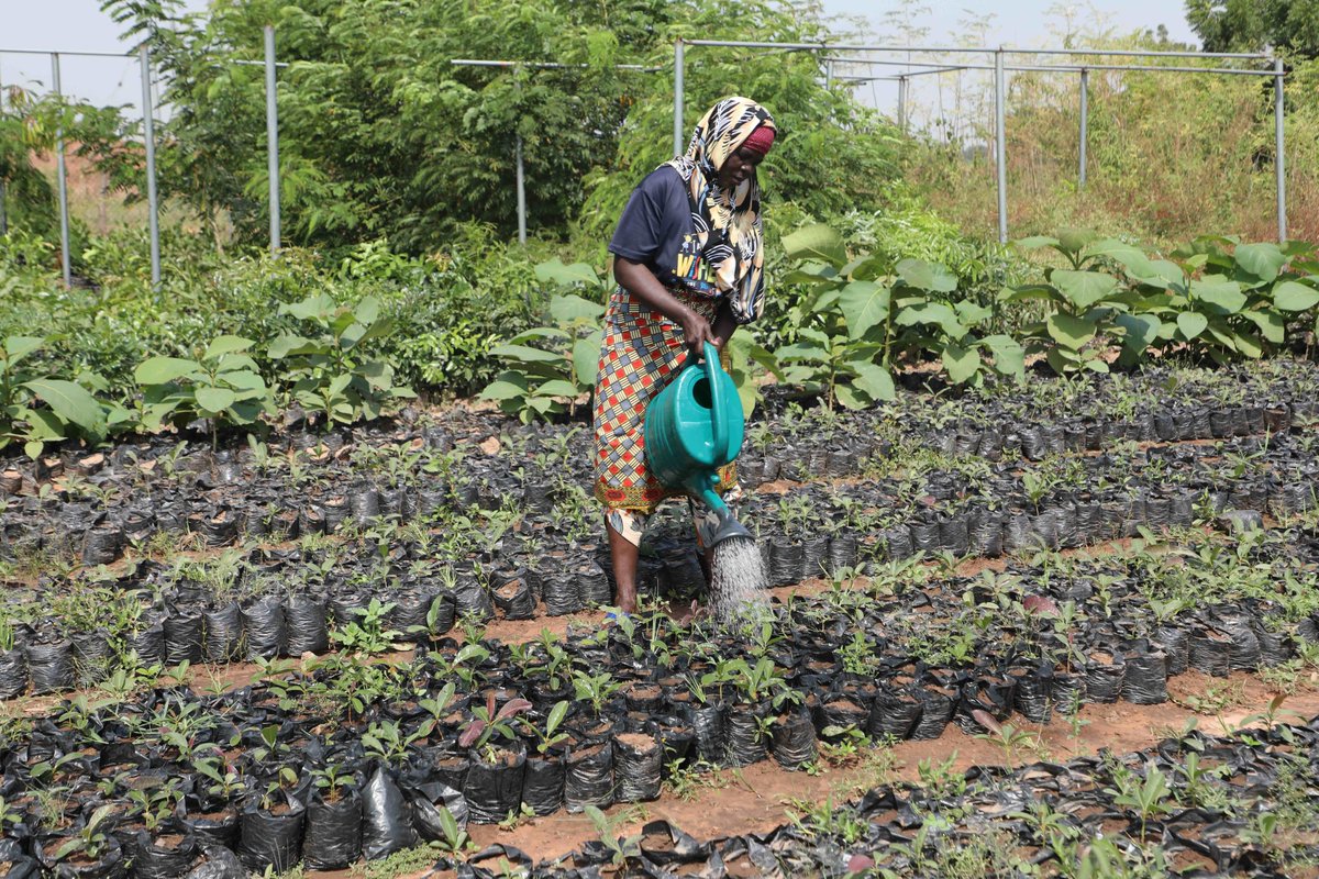 UN-REDD Programme tweet media