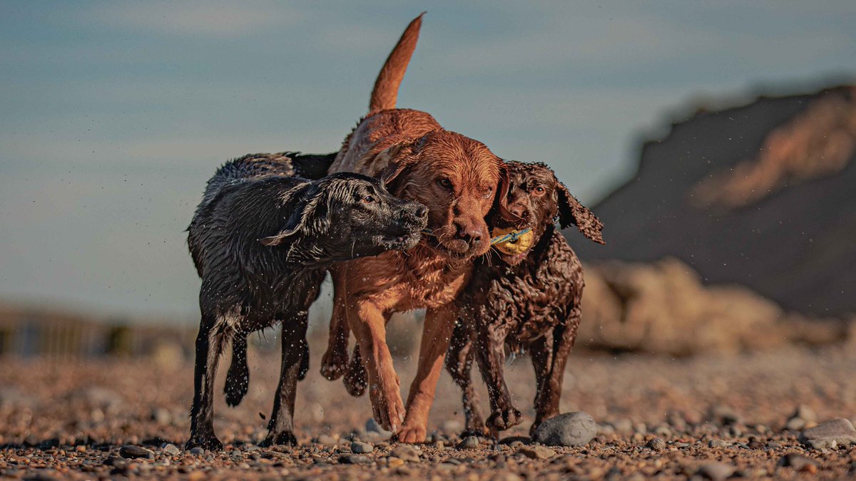 Isle Of Man Prison Dog Section tweet media
