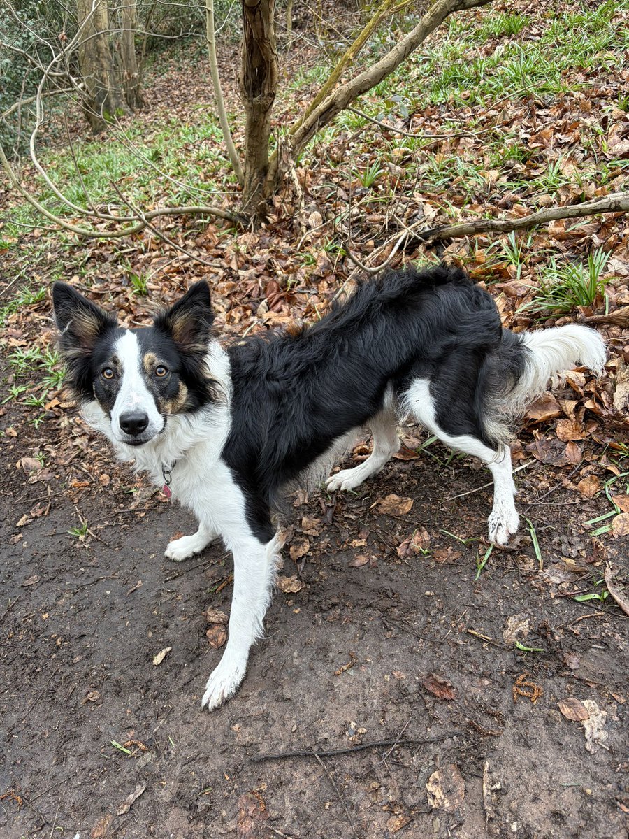 Puppy Bess and Auntie Kes tweet media