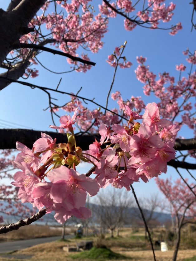 大根島千本桜公園の河津桜 ほぼ満開か終わり始めな感じだった 平日