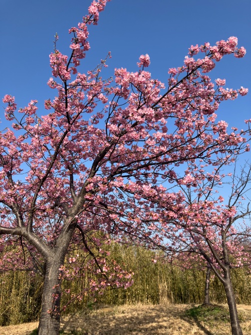 大根島千本桜公園の河津桜 ほぼ満開か終わり始めな感じだった 平日