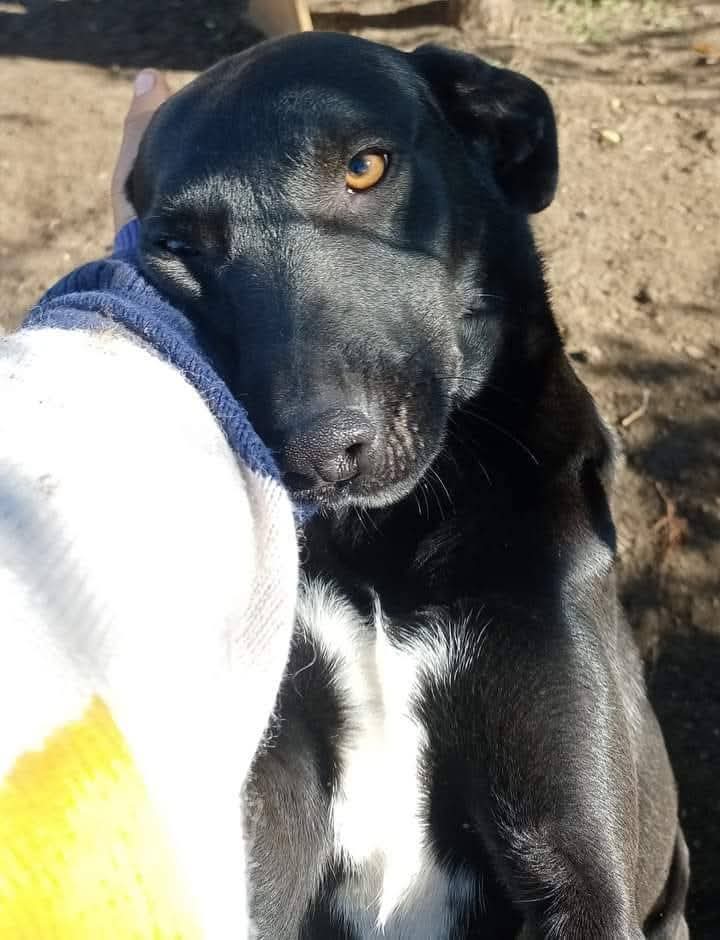 forgottenanimal's tweet photo. Thanks to your support, the Pes shelter in the Odesa region #Ukraine received essential vaccines and medicines for dozens of cats and dogs. Some are life-saving for ill animals, and others prevent outbreaks in the shelter. Thank you for standing by them 💛🐾💙 #animalcharity https://t.co/mc5jvlGNwk
