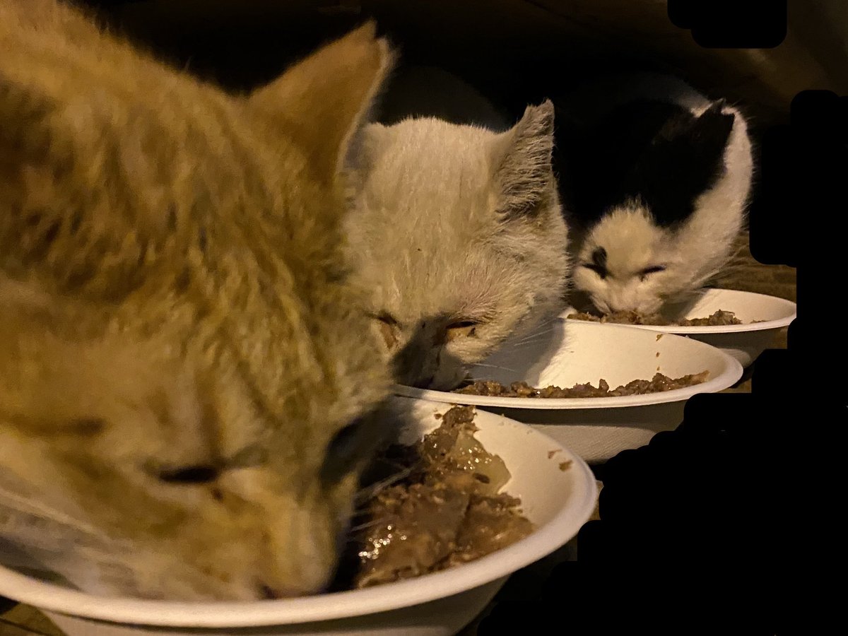 hara.bst tweet media